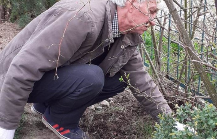 Starszy mężczyzna w czerwono-czarnej kurtce grabi trawnik przed ogrodzeniem. W tle widoczny jest biały samochód oraz budynki mieszkalne.